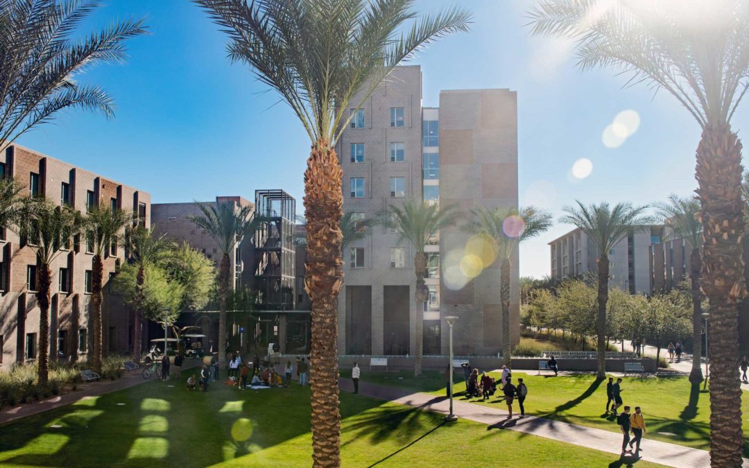 Palm trees in the sunlight on campus